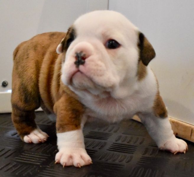 Regalo Bulldog inglese cuccioli disponibili