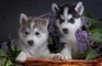 Cuccioli siberian husky