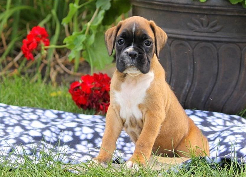 Regalo Cuccioli di boxer in pronta consegna i cuccioli verranno Dato dopo 90 giorni dalla nascita, p