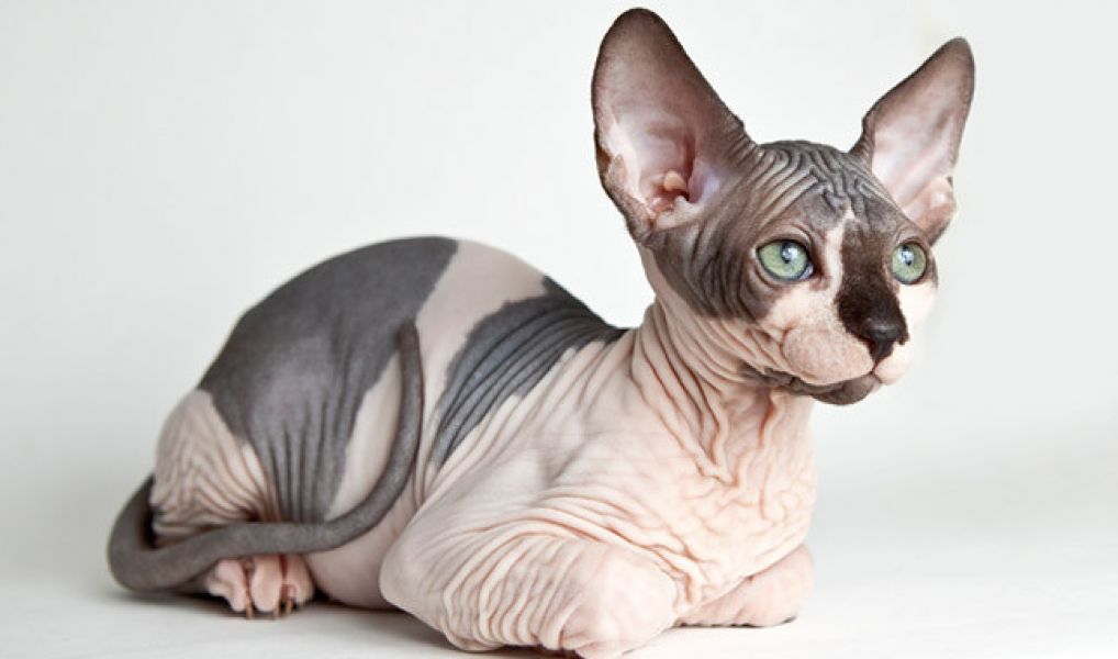 3 cuccioli di Sphynx