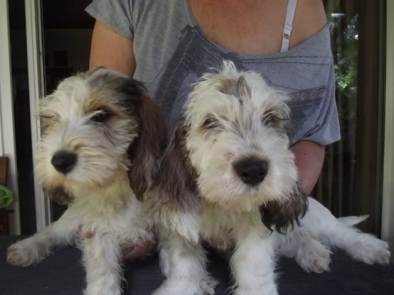  cuccioli di Basset Hound  per adozione ( maschio e femmina )