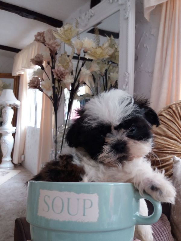 Bellissimi cuccioli di Carlino con pedigree...