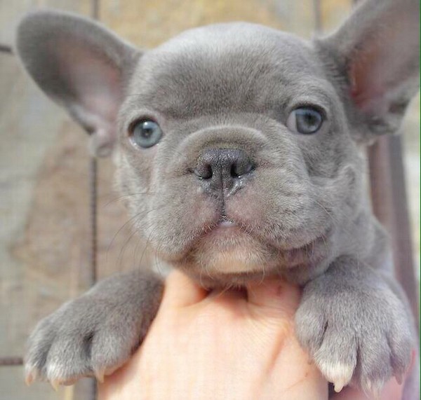 Ragazzi e ragazze francese Bulldog cuccioli