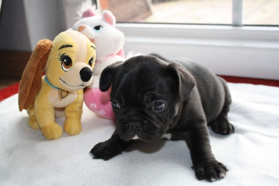  cuccioli di Bulldog Francese  ( Gratis )