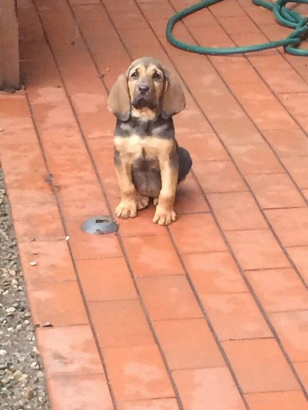 BLOODHOUND_cuccioliatta (due)