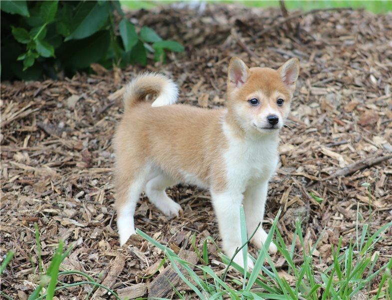 Shiba inu cuccioli introvabili cuccioli di Shiba inu intelligenti e dolcissimi attaccati al padrone