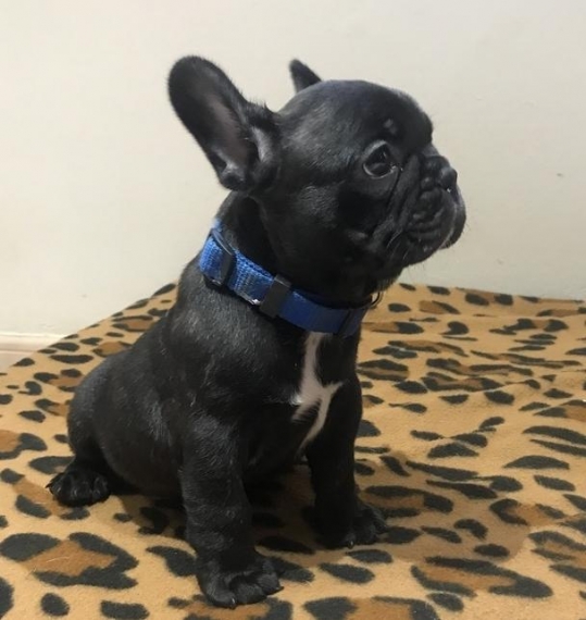 REGALO Cuccioli di Bulldog Francese