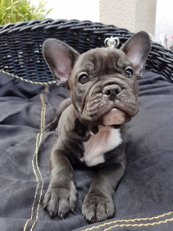 Molto bella e sani cuccioli di bulldog francese per adozione  