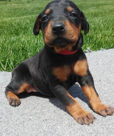Regalo adorabili cuccioli Dobermann