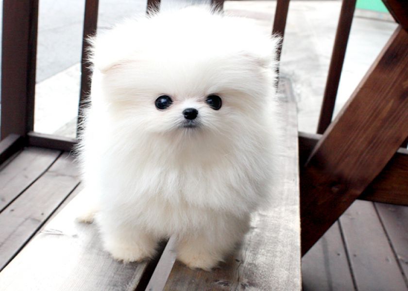 Pomerania cucciolo di pomeranian