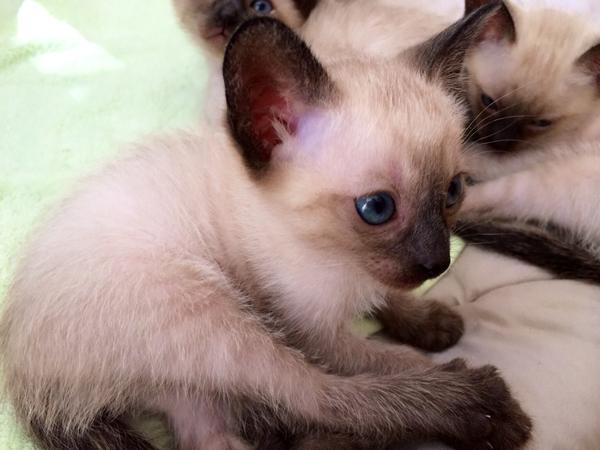  regalo siamese gattini  disponibili per l'adozione