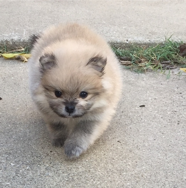 Maschi e femmine di volpino spitz di pomerania 
