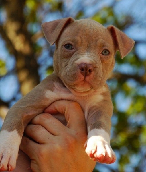 REGALO Bellissimi maschi e femmine PITBULL cuccioli