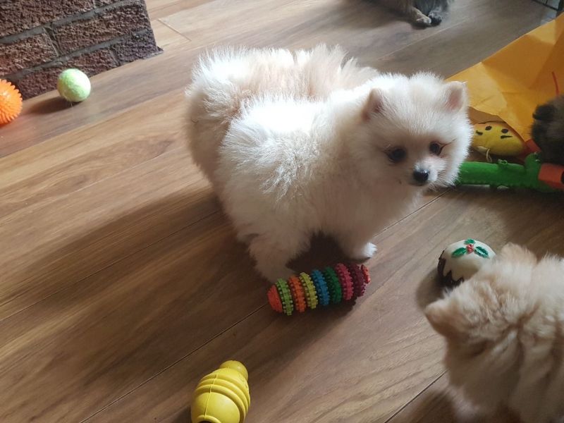 Regalo Volpini cuccioli di pomerania