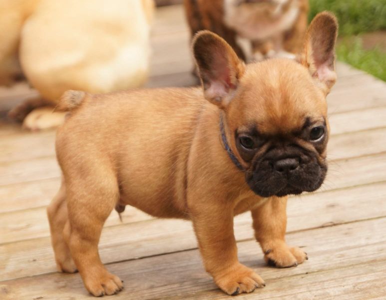  cuccioli di Bulldog Francese  ( Gratis )