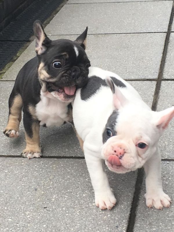  bellissimi cuccioli bouledogue francese