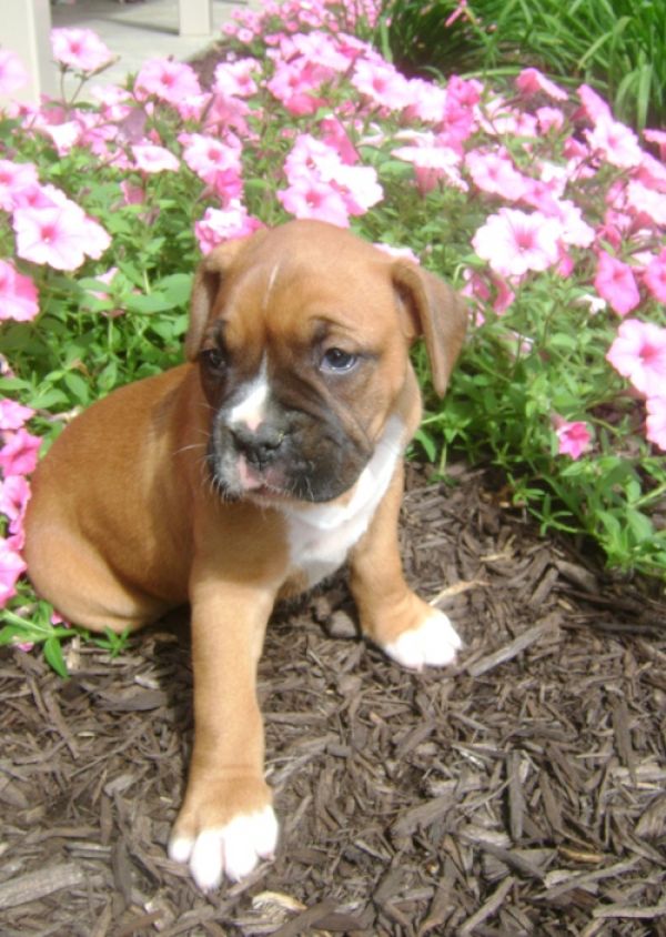 Cuccioli di Boxer ( per regalo )