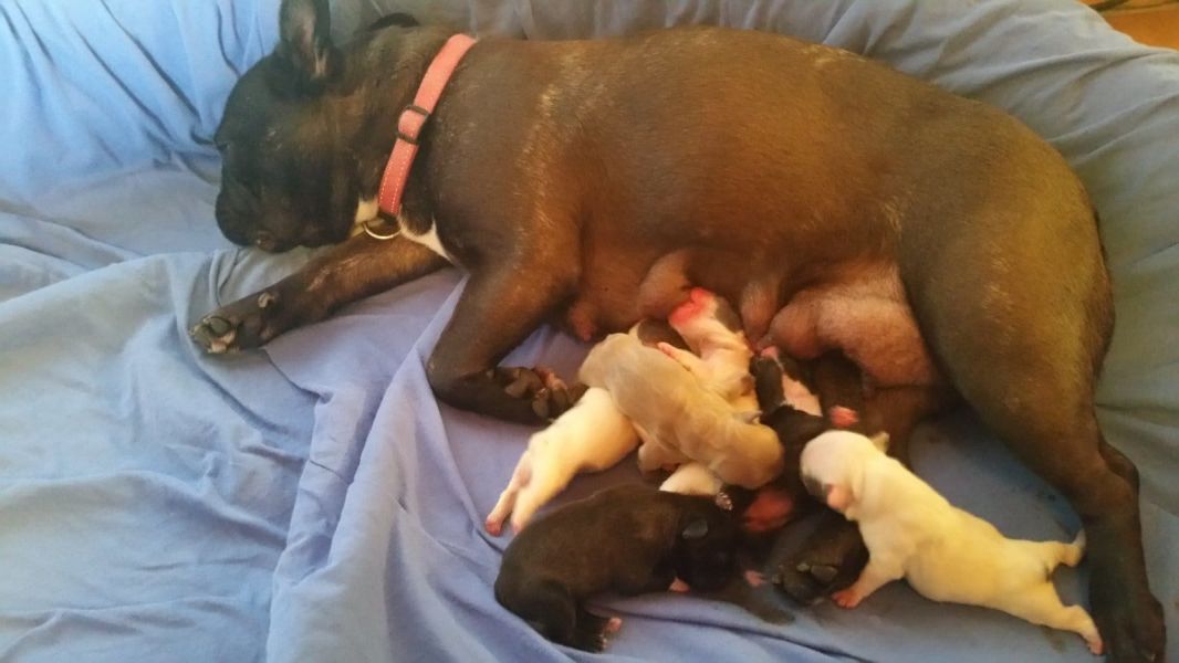 Cuccioli di razza bulldog francese per adozione 