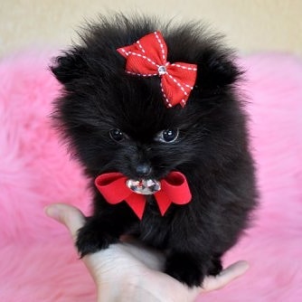 Regalo cuccioli di spitz di pomerania