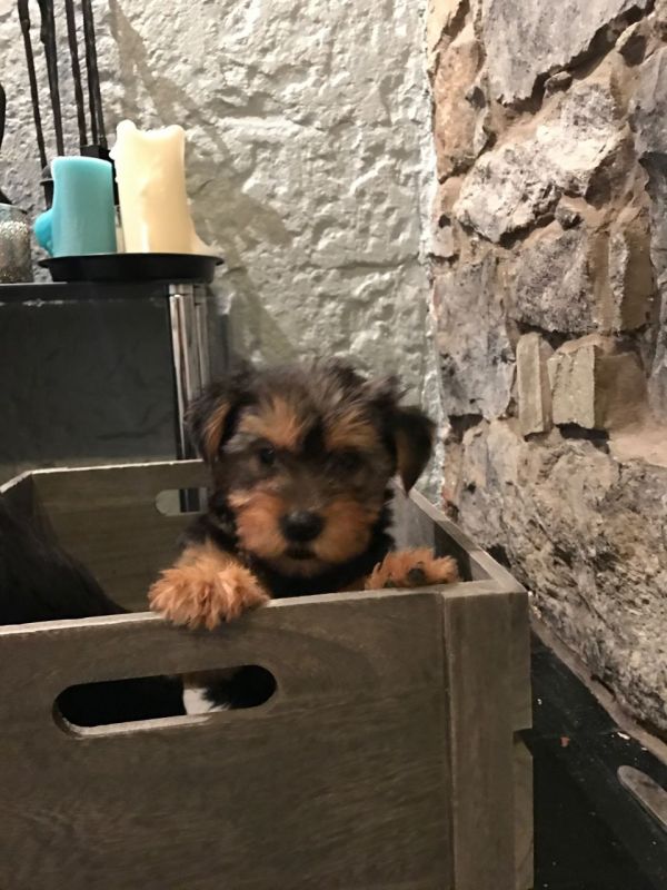  cuccioli di yorkshire