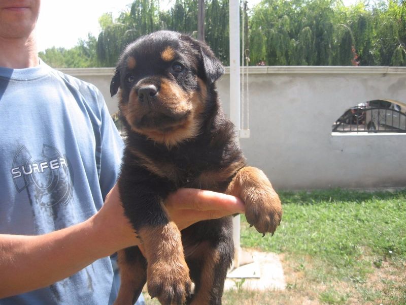 Obbediente, coraggioso e buon carattere cuccioli di Rottweiler