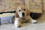 Cuccioli di Golden Retriever