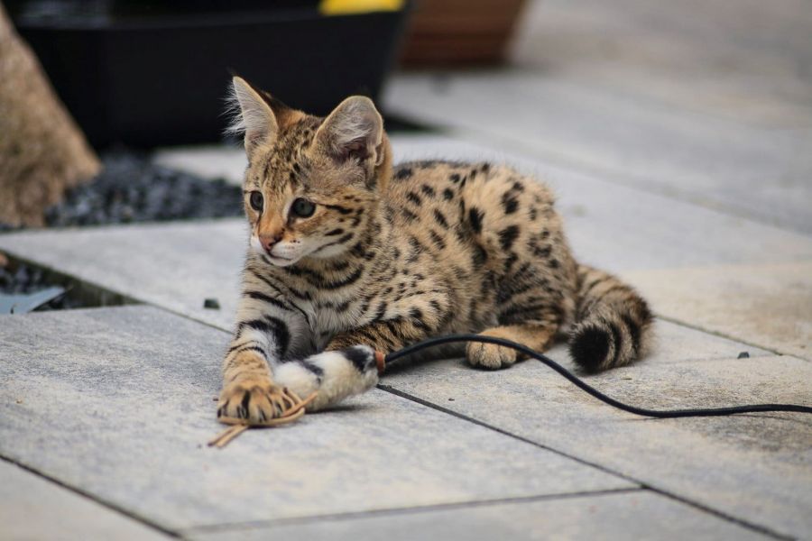 Molto bella e sani gattini Savannah  per adozione maschi e femmine disponibili (gratis)