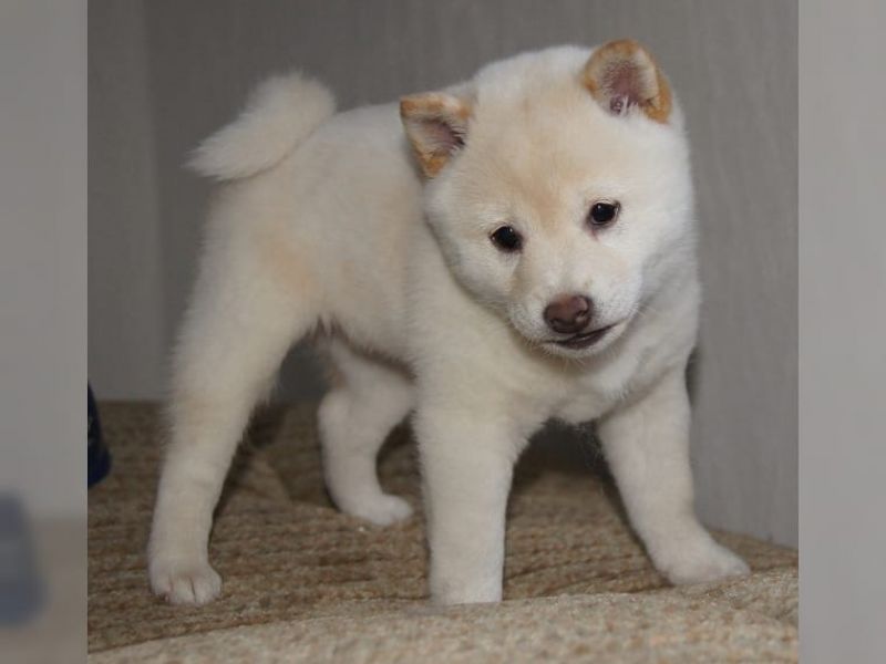 3 giocoso cuccioli di Shiba Inu
