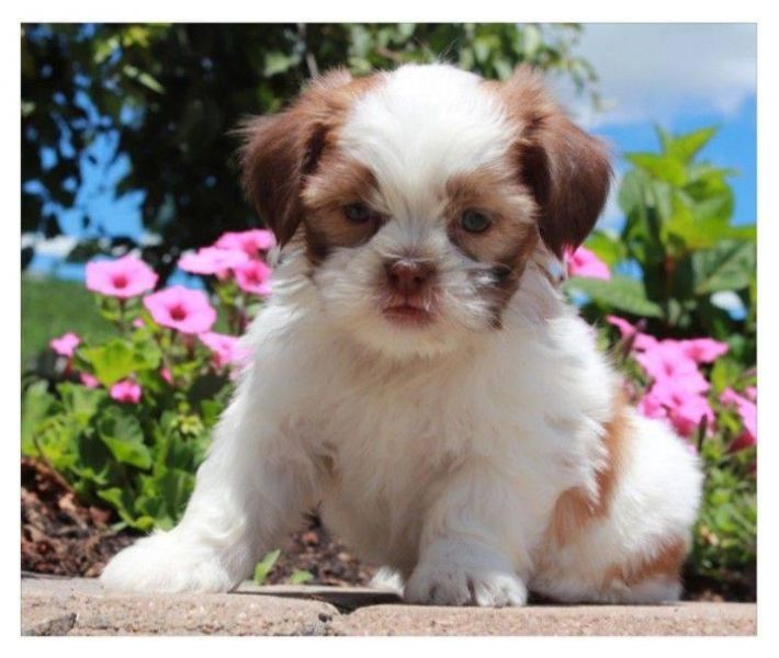 Simpatici cuccioli di Shih Tzu disponibili