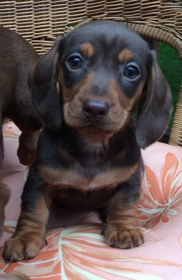 Regalo Cuccioli di bassotti in pronta consegna i cuccioli verranno Dato dopo 90 giorni dalla nascita