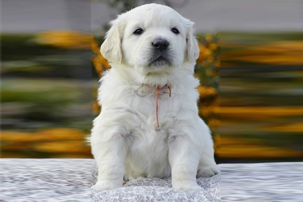 Disponibilii bellissimi cuccioli di golden retriver