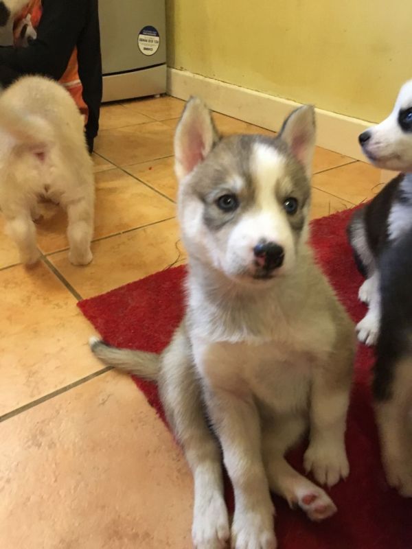 Cuccioli di Husky siberiano