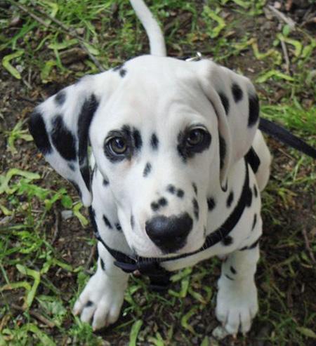  regalo cuccioli di dalmata disponibili per l'adozione