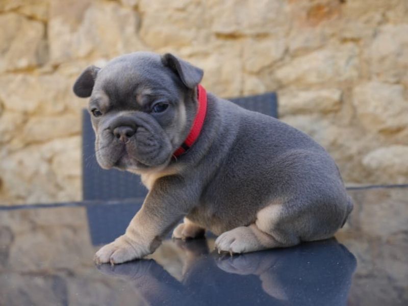 Cuccioli di bouledogue francese