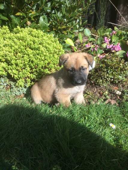 REGALO Cuccioli di Calino
