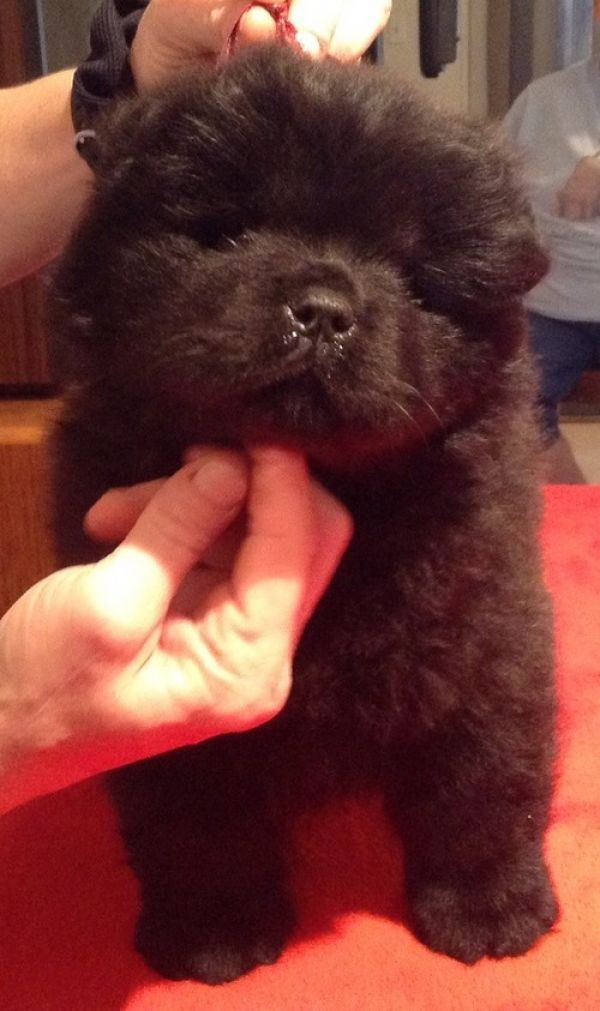  Molto bella e sani cuccioli di CHOW  CHOW per adozione maschi e femmine disponibili (gratis) 
