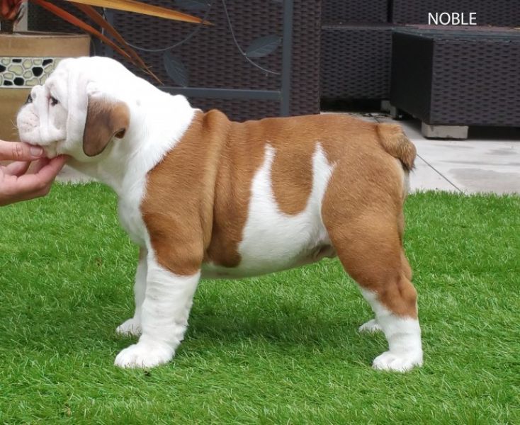Regalo Bulldog inglese cuccioli disponibili