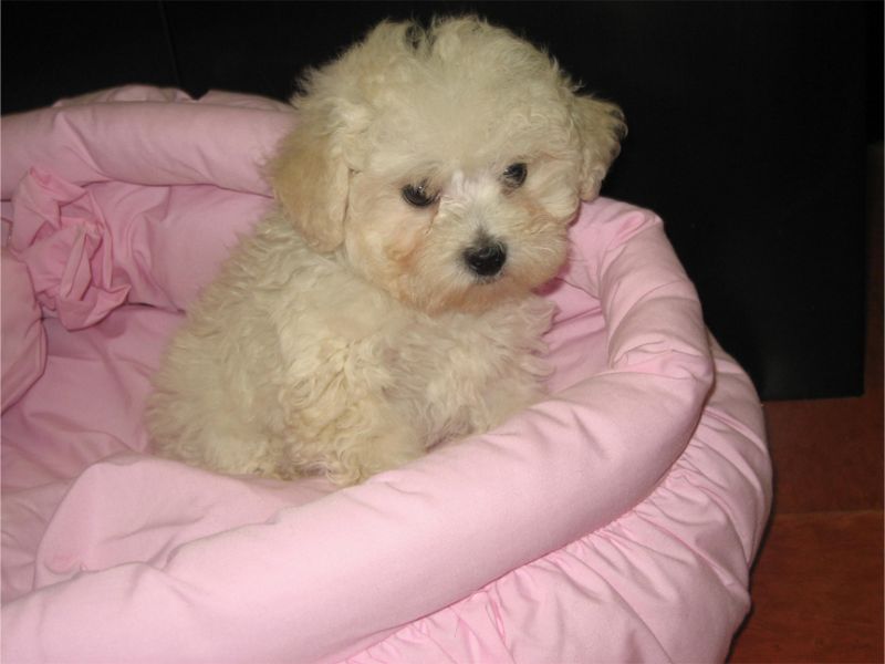 REGALO cuccioli barboncini nani toy 