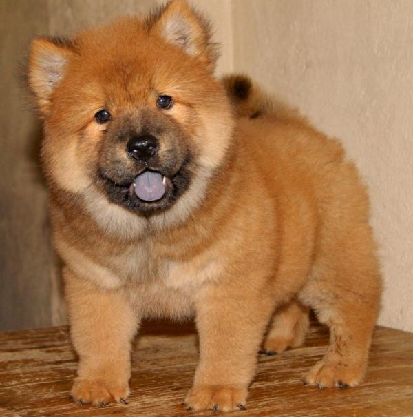 Adorabili cuccioli di chow chow femminucce e maschietti disponibili per l'adozione 