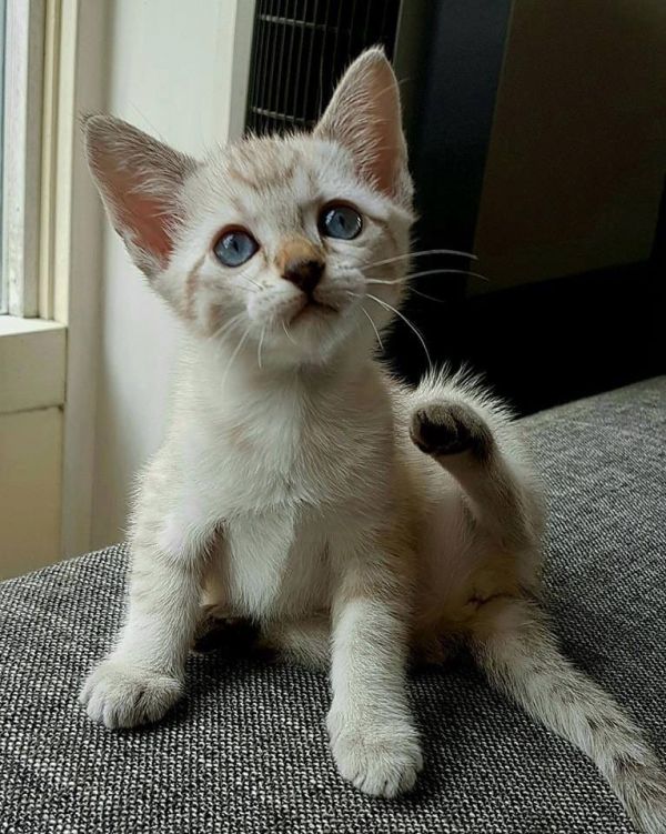   gattini Savannah   per adozione ( maschio e femmina )