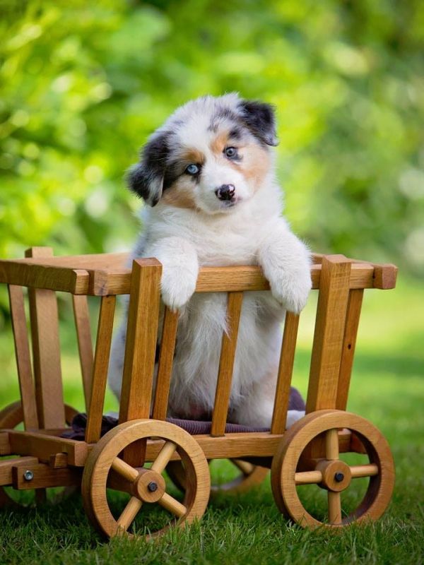 Cuccioli di AUSTRALIANO PASTORE  per adozione ( maschio e femmina )
