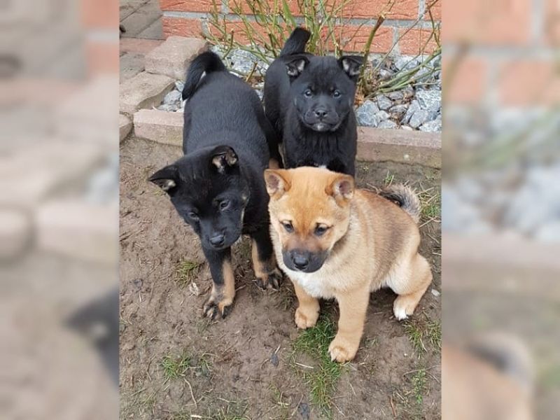 REGALO Cuccioli di Shiba Inu
