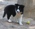 Border collie Disponibile