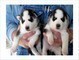 Cuccioli Siberian Husky