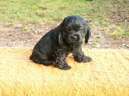 Adorabili cuccioli di cocker spaniel femminucce e maschietti disponibili per l'adozione