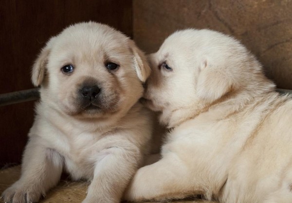 Labrador Retriever Cuccioli