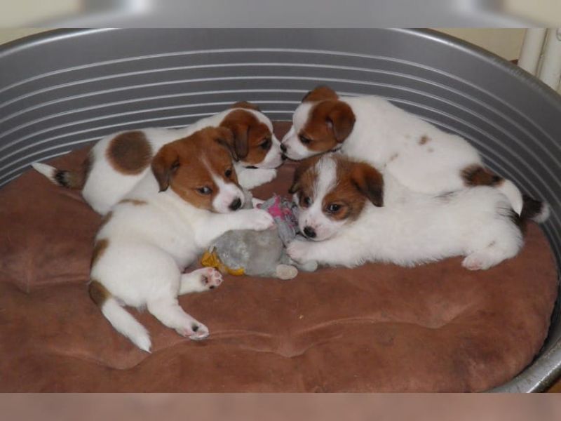 Jack Russell disponibili subito