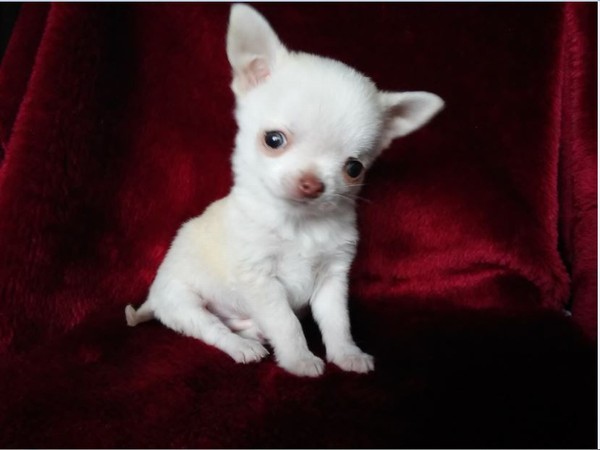 Cuccioli chihuahua femmine e maschi