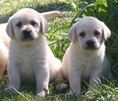  REGALO LABRADOR CUCCIOLI DISPONIBILI  LABRADOR CUCCIOLI DISPONIBILI stiamo annunciando al pubblico 