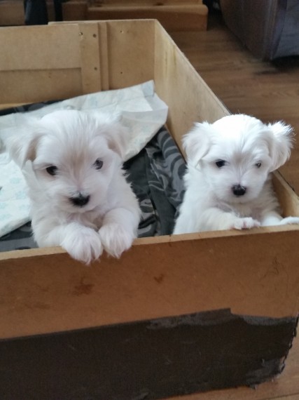 Maltese cuccioli in regalo, maschio e femmina